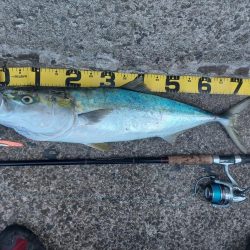 プチsalt water game