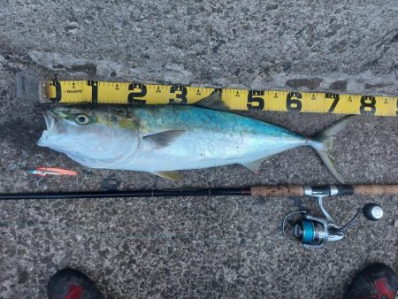 プチsalt water game