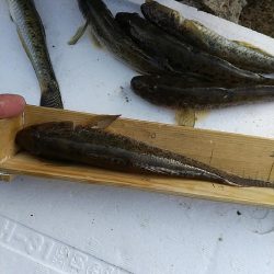 淀川ハゼ～ラストゲーム…かな？