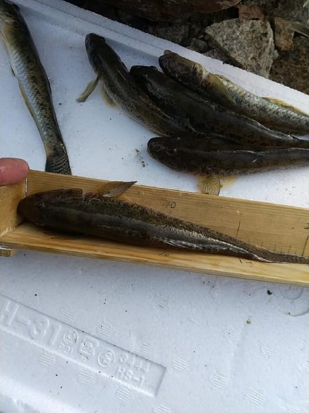 淀川ハゼ～ラストゲーム…かな？