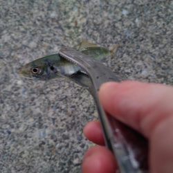 アジング　ウキ釣り