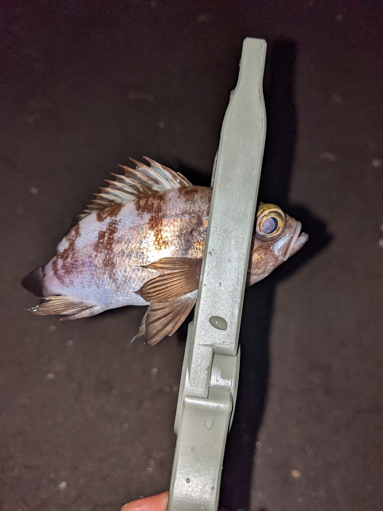 逃した魚はデカかった…