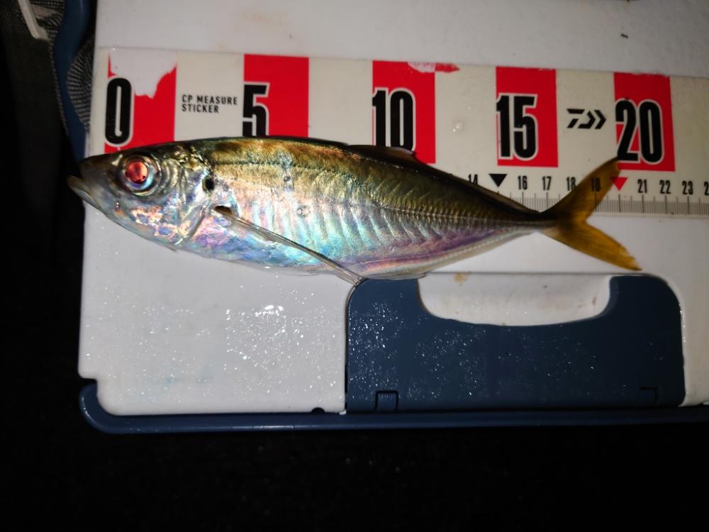 ポンポンパンパン