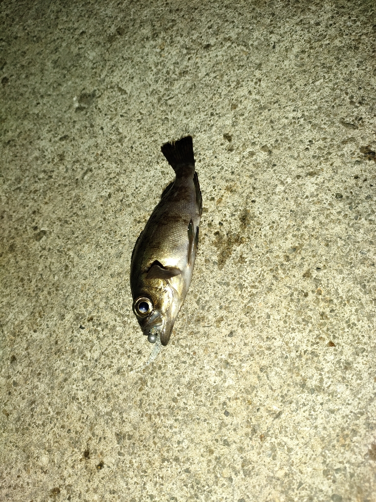 寒すぎるがまだアジはいる