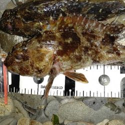 本命のメバルは