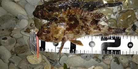 本命のメバルは