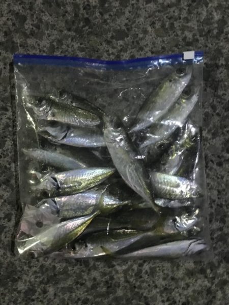 ナイトアジング絶好調