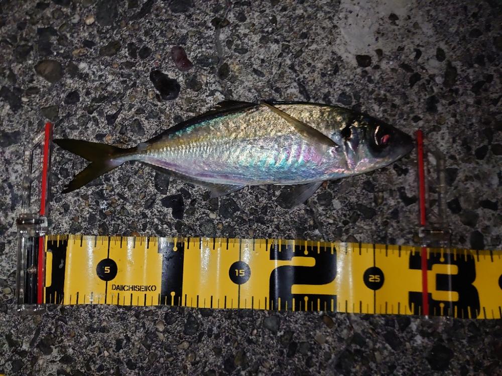 多分…今年最後のカゴ釣り