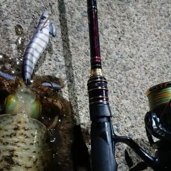 釣り納めエギングIN対馬