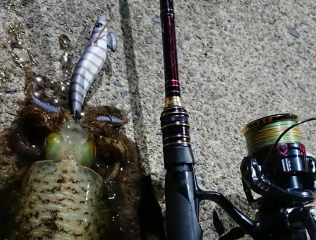 釣り納めエギングIN対馬