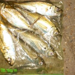 まだまだ海水温は温かい