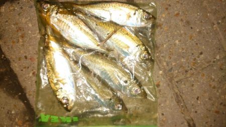 まだまだ海水温は温かい