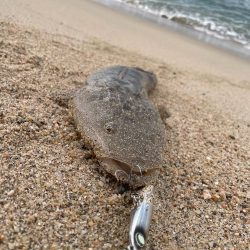 サーフナブラ打ち