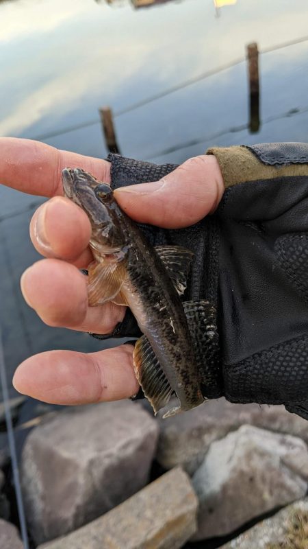 旧中川　落ちハゼ　夜釣り