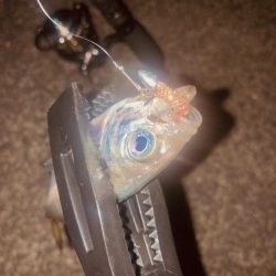 すっかりアジンガー