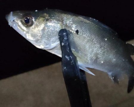 家近のアジも少しづつサイズアップ