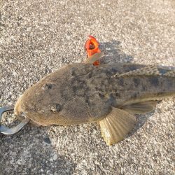 年内最後はマゴチ!!