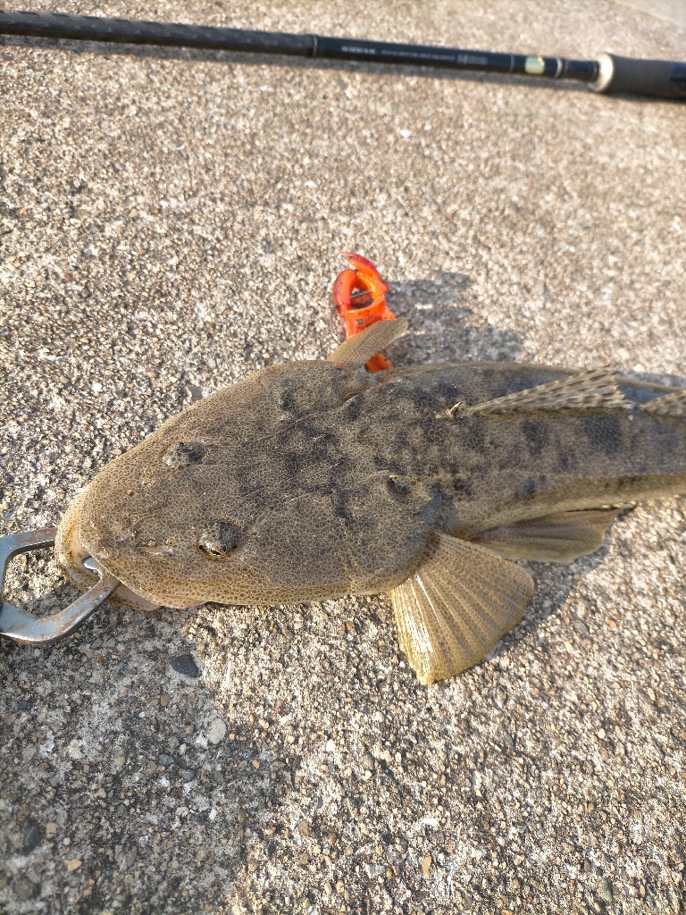 年内最後はマゴチ!!