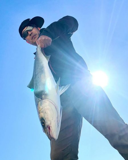 まん丸サゴシ大と鰤、メジロ