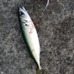 今季初アジングです。大漁！