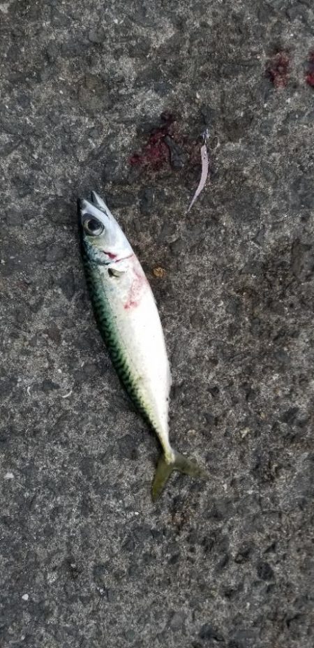 今季初アジングです。大漁！