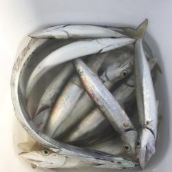 ライトワインドでカマス&太刀魚GET