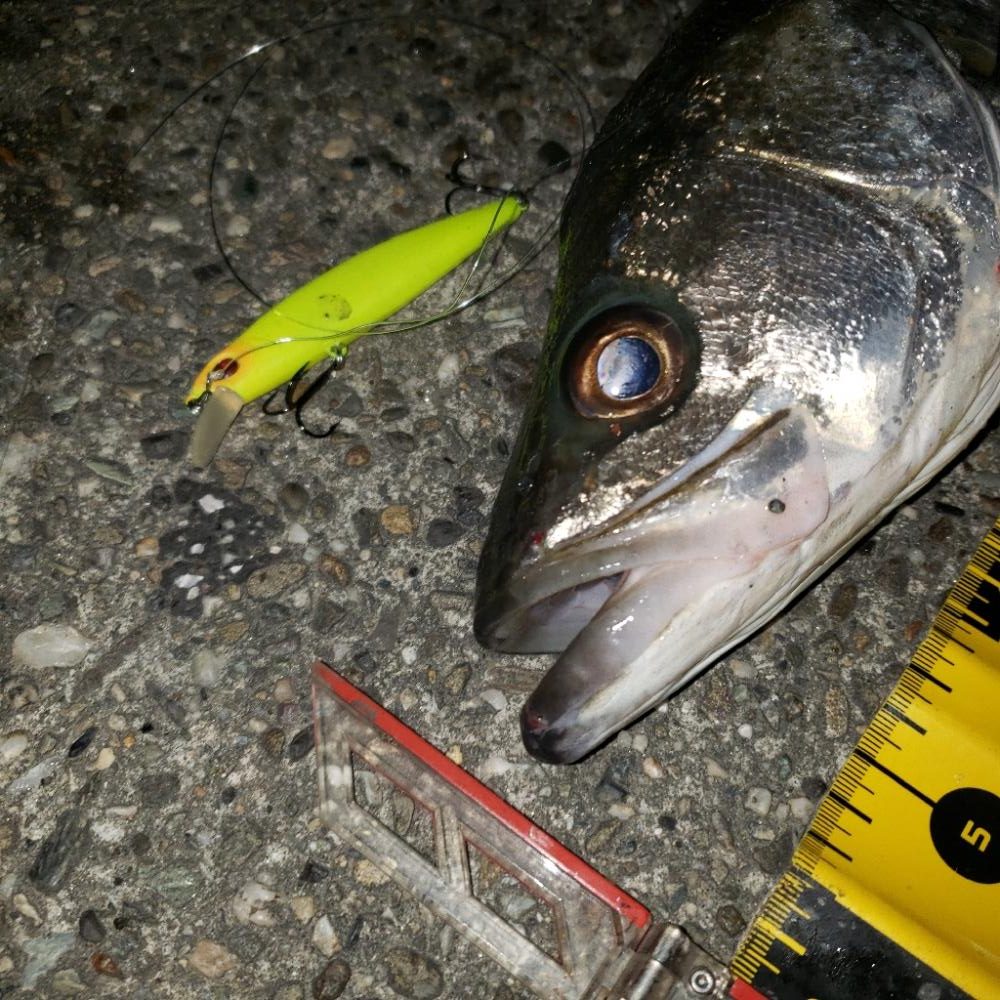 渋いねスズキさん！