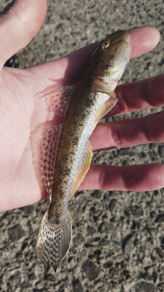 タチウオ以外も狙ってこ