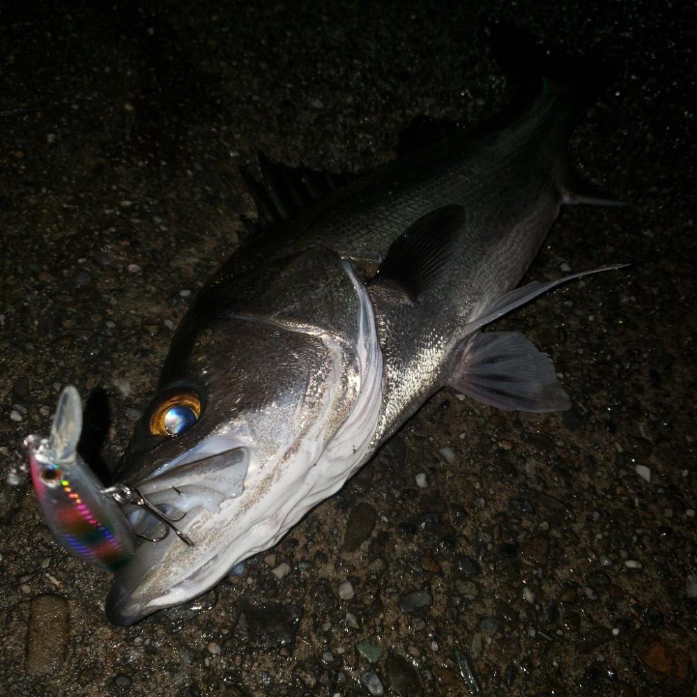 寒いねスズキさん