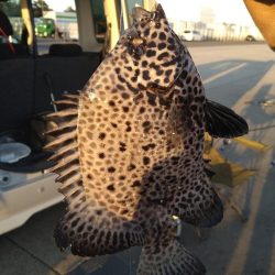 新しい魚種追加