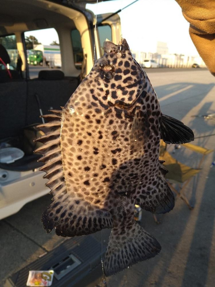 新しい魚種追加