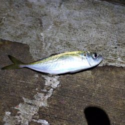 エビ撒き、夜釣り