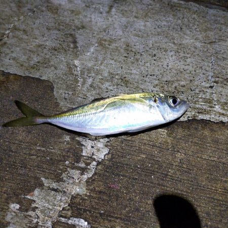 エビ撒き、夜釣り