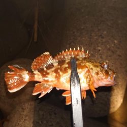 釣り納めの大失態