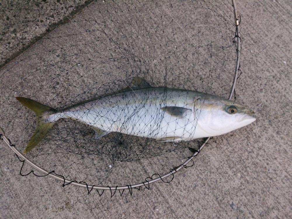 ショアジギング