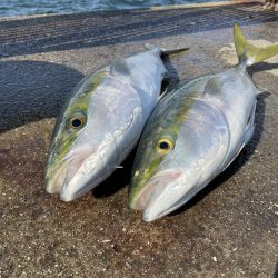 ★★爆風の中でも青物ゲット★★