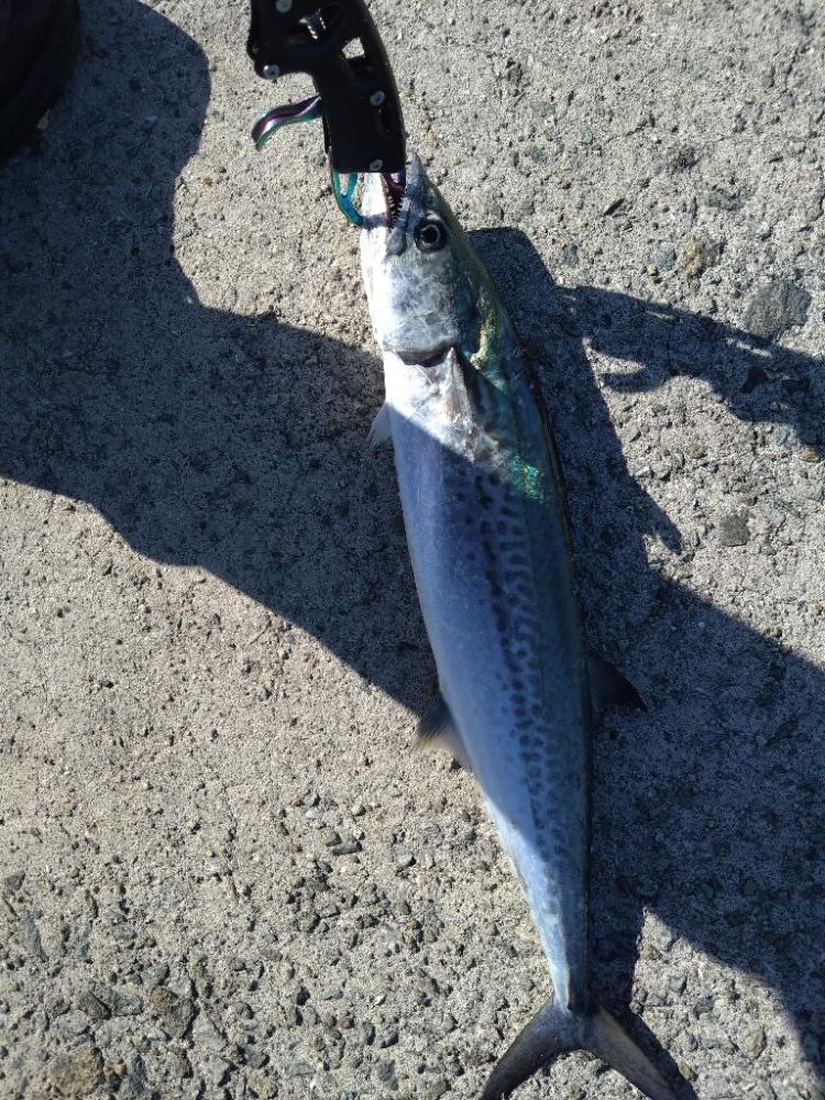 ようやく初サゴシ！