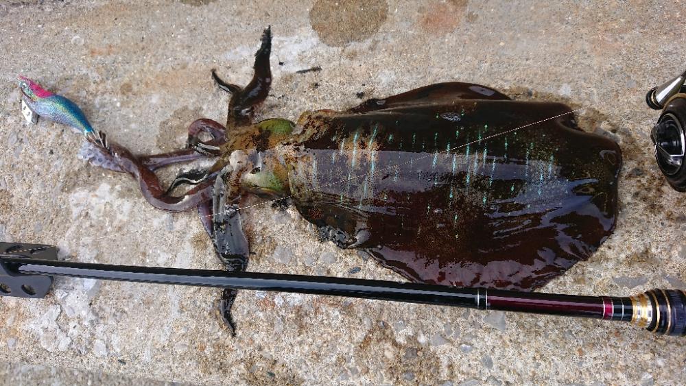 遂に対馬が選択できる！！