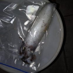 久々のアオリGET！即席タックルで苦笑