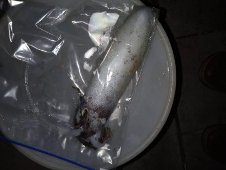 久々のアオリGET！即席タックルで苦笑