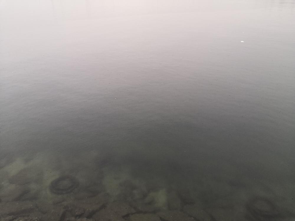 またも鰤足らず