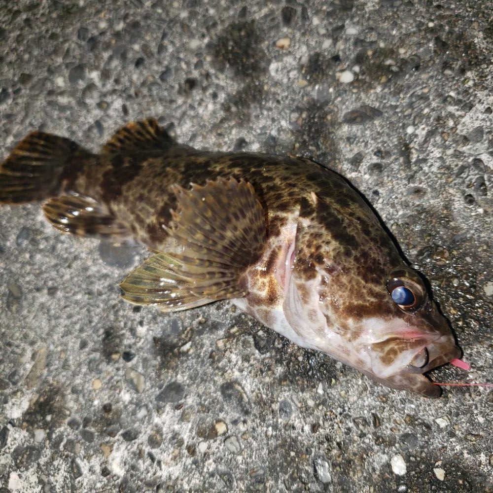 とにかく魚を釣ろう！
