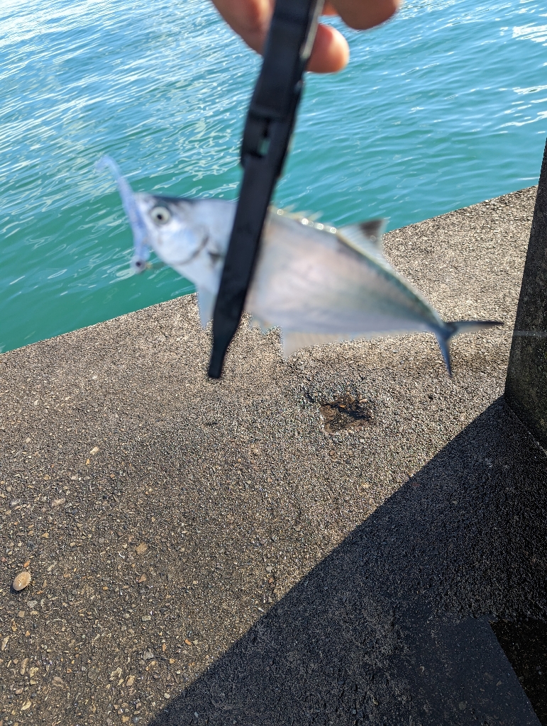 陸っぱり釣行記