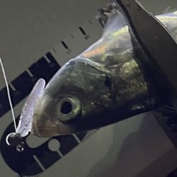 ジグ単deアジング♪爆風後終盤の逆襲！