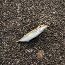 アジ釣り