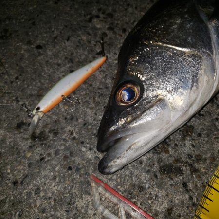 シーバスゲーム！