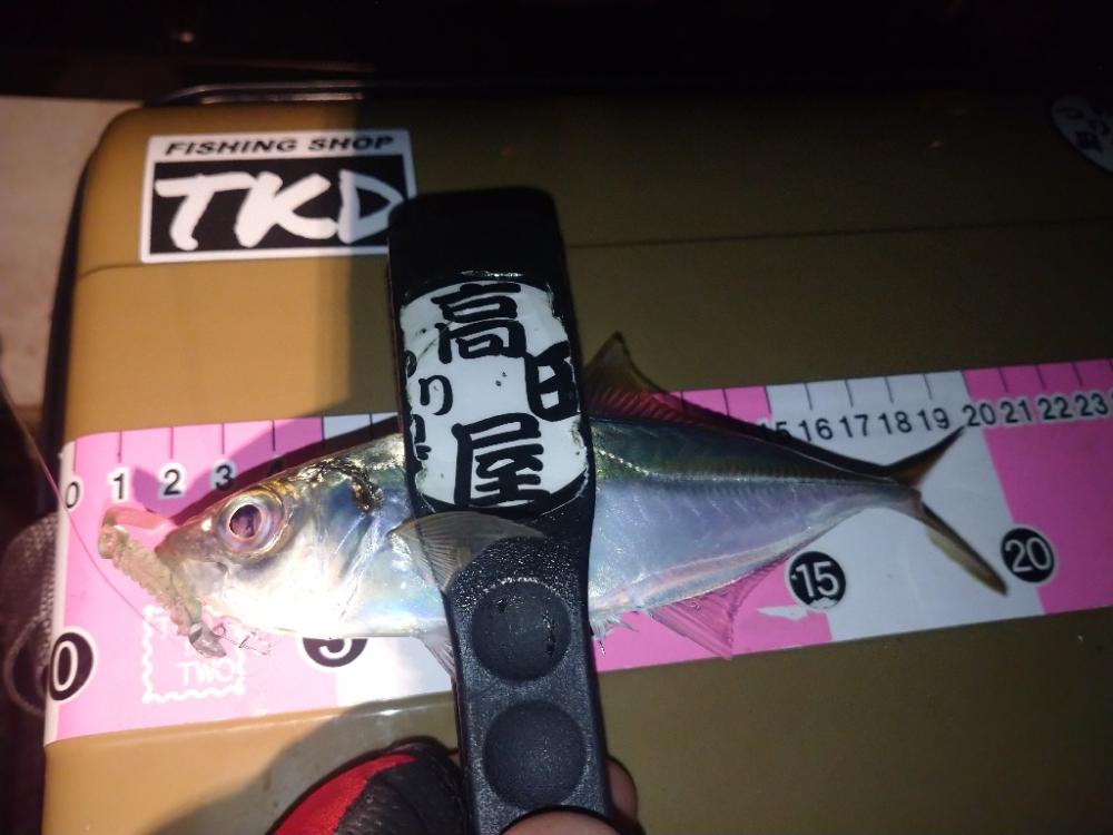 近場で豆アジング