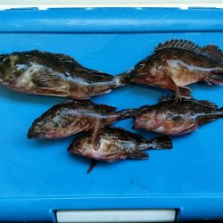 貝塚人工島ベランダにてガシラ