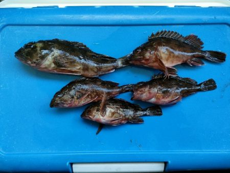 貝塚人工島ベランダにてガシラ