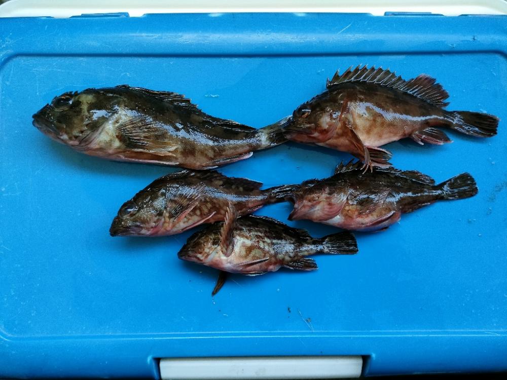 貝塚人工島ベランダにてガシラ